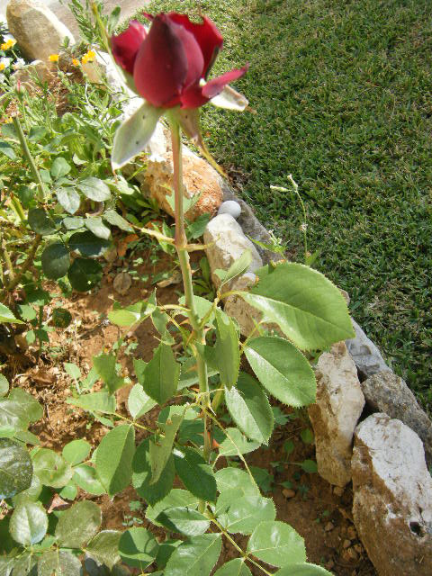 2010_07190020.JPG