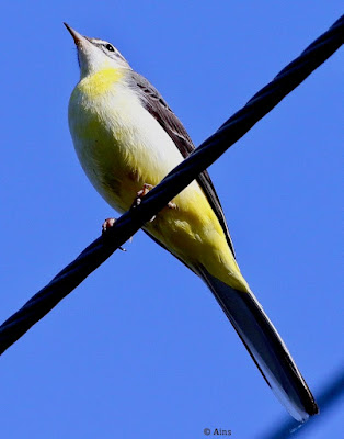 Gray Wagtail - winter visitor.