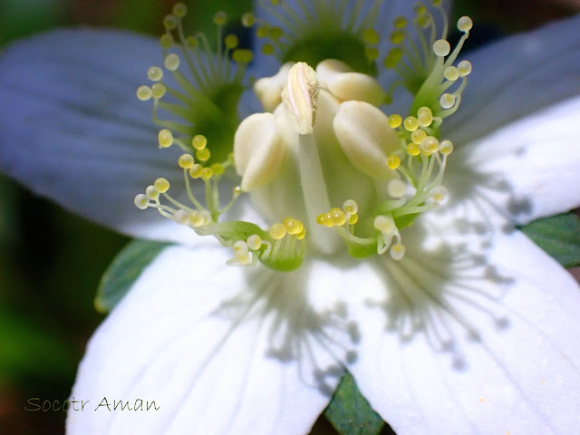 Parnassia palustris