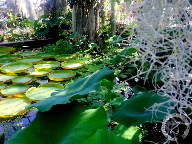 czy warto odwiedzić ogród botaniczny