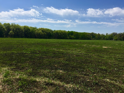 resilience of green after controlled burn