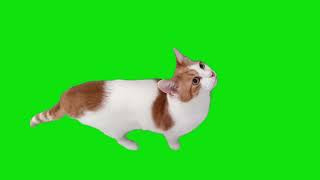 Cat Wants You To Open Door Green Screen download