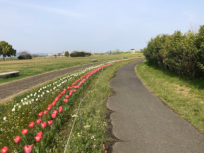 淀川河川公園・太間地区のチューリップと菜の花