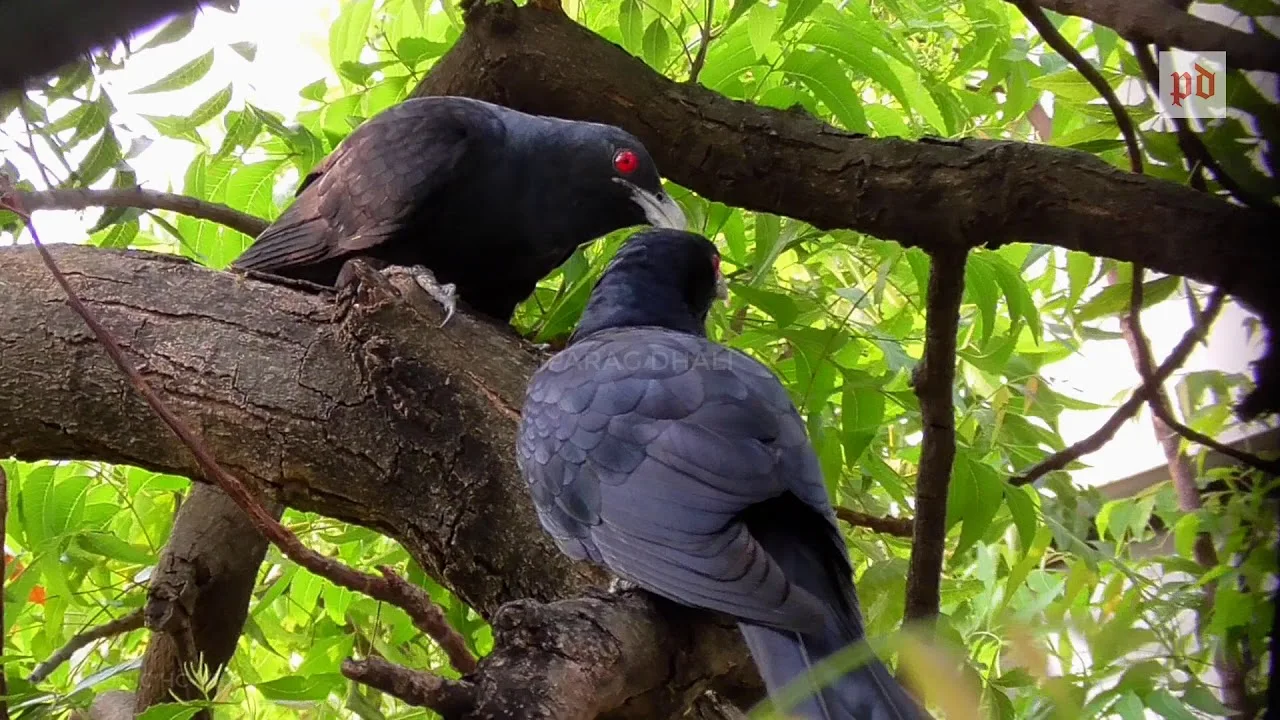 কোকিল পাখির ছবি ডাউনলোড - কোকিল পাখির ছবি আঁকা - কোকিল পাখির বৈশিষ্ট্য - kokil pakhi picture - insightflowblog.com - Image no 34