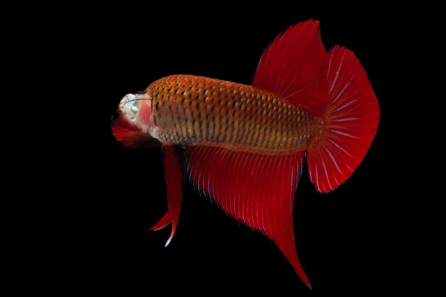 Kaem Daeng Benjarong Betta Fish