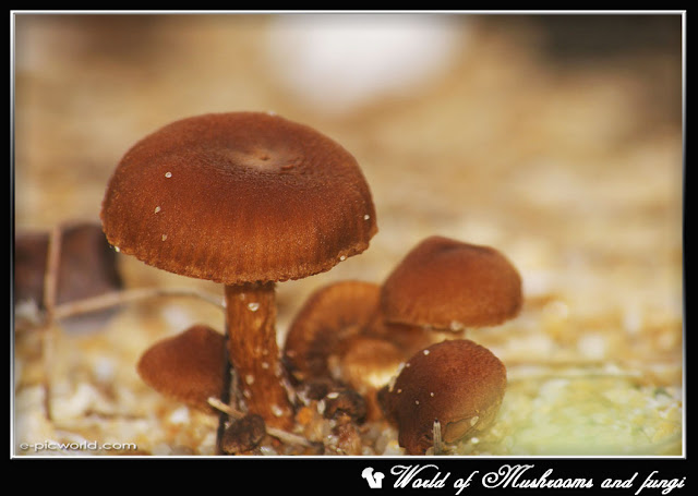 Brown mushrooms picture