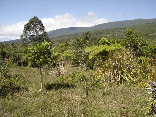 Hauts de St Benoit - Réunion