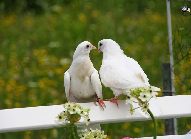 Sweet & Beautiful Love Pigeons HD Wallpaper Free