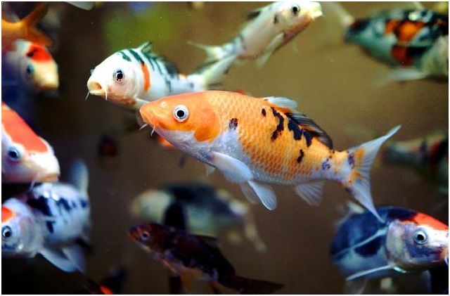 Gambar Ikan Hias Cantik – Ikan Koi