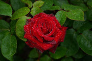Saturday, 30 March 2013 (rose flower )