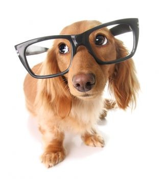 Dog Eyesight Problems3