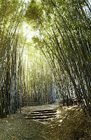 Bamboo In Gardens1