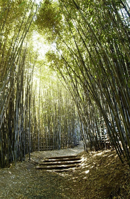 Bamboo In Gardens1