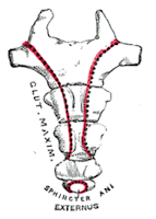 Cóccix - zonas de apoio de músculos - Coccyx, support structure for muscles