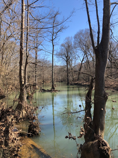 mineral water river in a forest