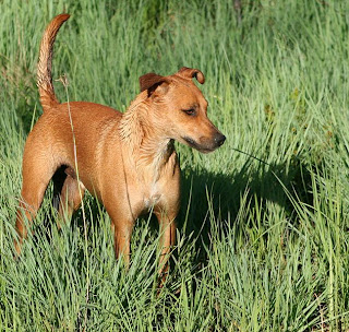 Africanis Dog Breed