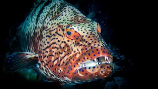 Klasifikasi Ikan Kerapu Macan dan Morfologi Ikan Kerapu Macan (Epinephelus fuscoguttatus)