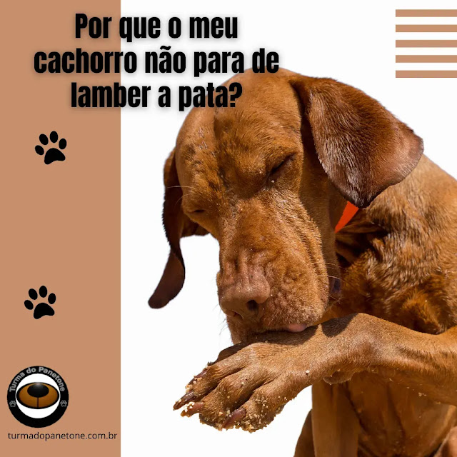 Por que o meu cachorro não para de lamber a pata?