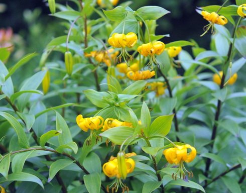 Лилия лицзянская (Lilium lijiangense)