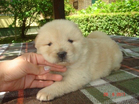 Cutest puppies ever 00