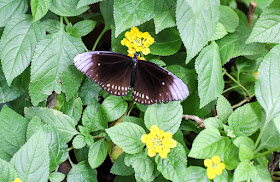Schmetterlinge im Luisenpark