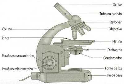 Resultado de imagem para microscopio com legenda