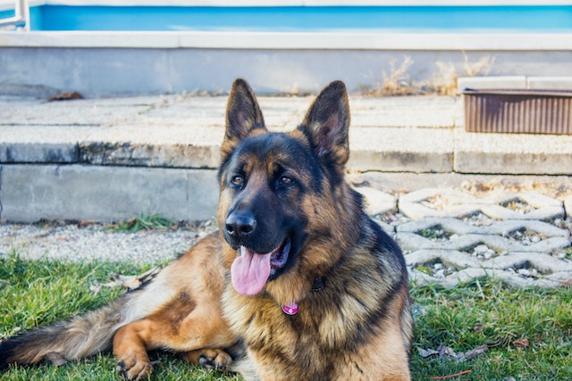 German Shepherd - The third most brilliant dog breed in the world