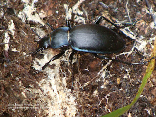 Carabus (Pachystus) glabratus female DSC83859