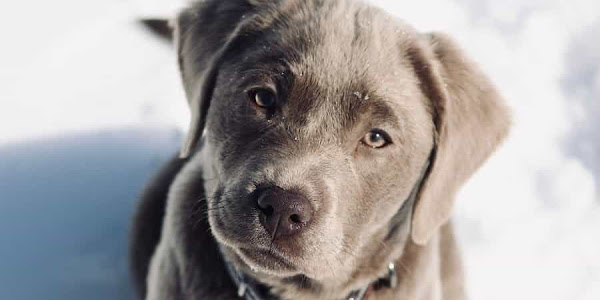 Silver Labrador Retrievers : Training, Diet, Price & Temperament