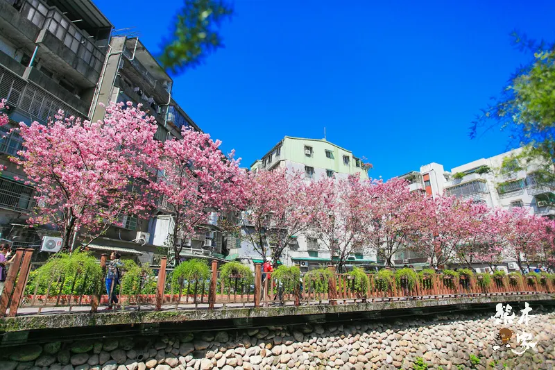 土城希望之河廣場櫻花｜貨饒拱橋旁櫻花｜公館溝櫻花林｜土城貨饒里櫻花｜新北市櫻花季