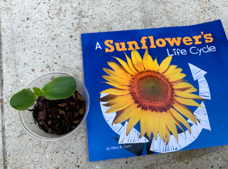 sunflower life cycle book