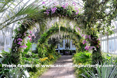 Replication of The Famed Arches of Singapore Botanic Gardens, National Orchid Garden, Enid Haupt Conservatory, The New York Botanical Gardens, Orchid, Orchids, Flowers