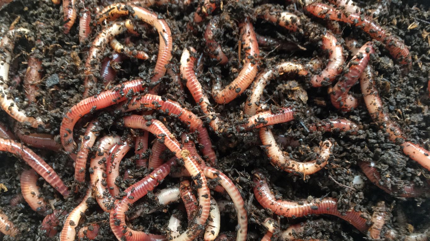 Beneath the surface lies an intricate web of life – the soil food web. From microorganisms to earthworms, each participant contributes to nutrient cycling. A thriving soil ecosystem is the precursor to vibrant plant life.
