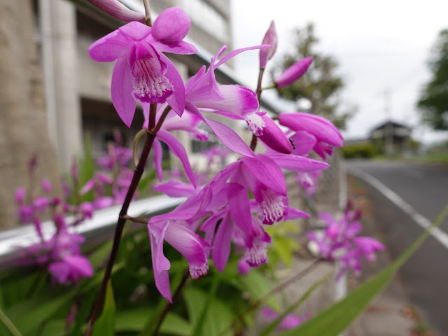 島根県松江市八束町波入　松江市八束体育館　シラン（紫蘭）