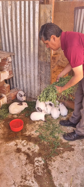 Alfalfa [Luzerne] schneiden um die Kaninchen zu füttern