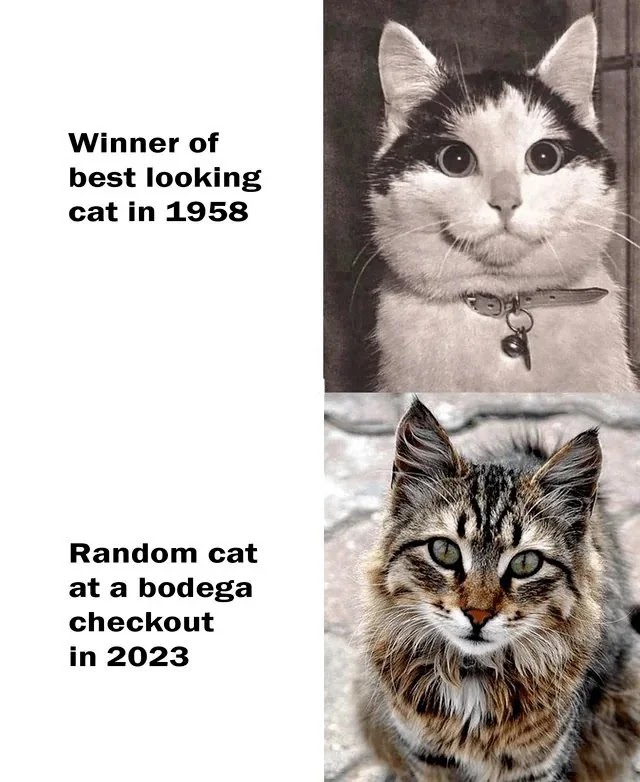 Best-looking cats