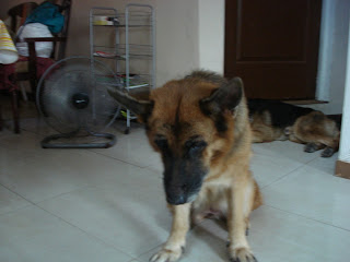 Amber, GS, German Shepherd, 