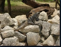 Iguana