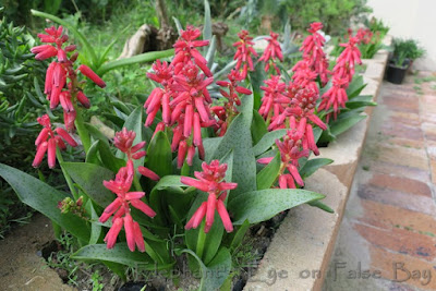 Lachenalia bulbifera