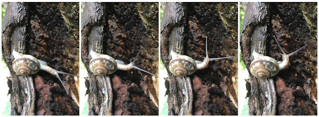 Four shots of a snail crawling on a tree trunk