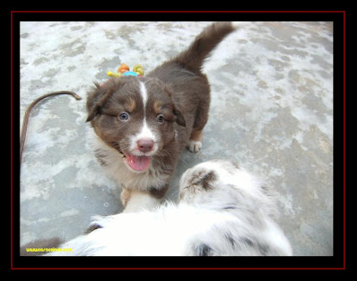 Cachorros pastor australiano na 1º saida