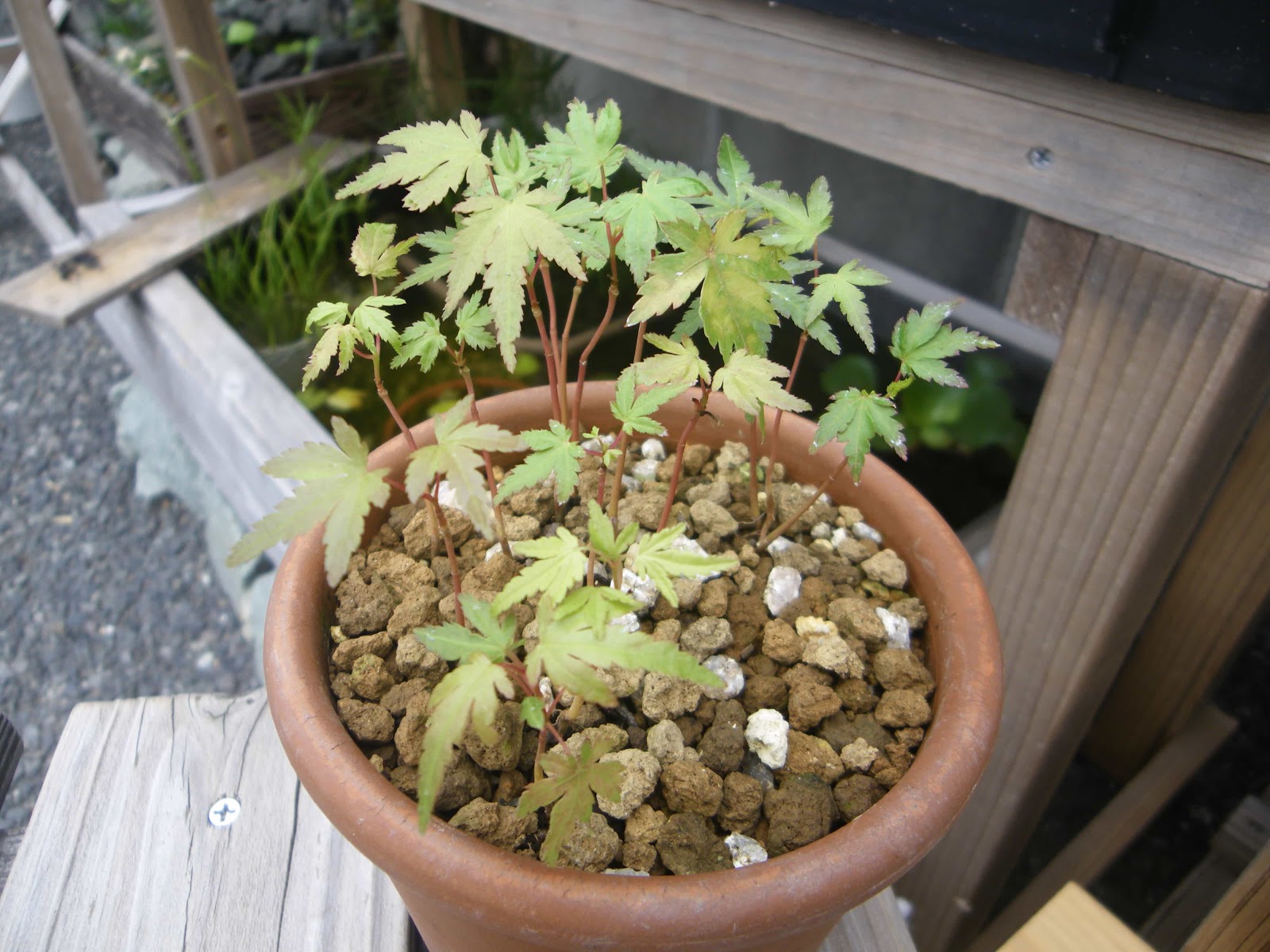 もみじを種から育てよう 盆栽や鉢植えにして楽しみましょう メダカの大工