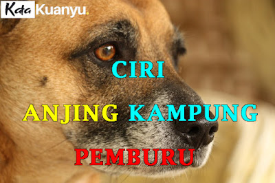 Ciri anjing kampung yang bagus untuk berburu di hutan