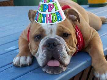  Birthday Cake Recipes on Birthday Around The Corner Use This Easy Recipe To Bake A Dog Birthday