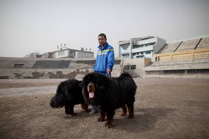 Beijing where Tibetan mastiffs, a much sought after status symbol, are bought and sold for up to £500,000