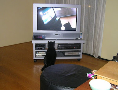 Cat Watching Cat On TV Seen On www.coolpicturegallery.us