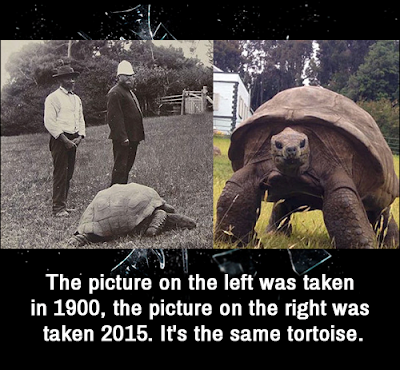 oldest-tortoise-animal-seafod-in-earth-picture-gallery.png