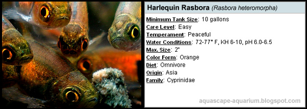 Freshwater Tropical Fish Rasbora Profile