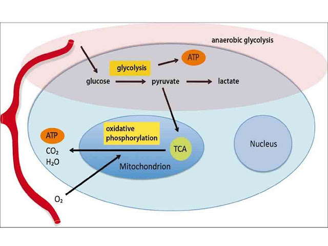 ग्लाइकोलाइसिस क्या होता है इसके विभिन्न पद (चरण) | Glycolysis Steps and Explanation  in Hindi