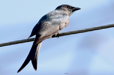 White-bellied Drongo